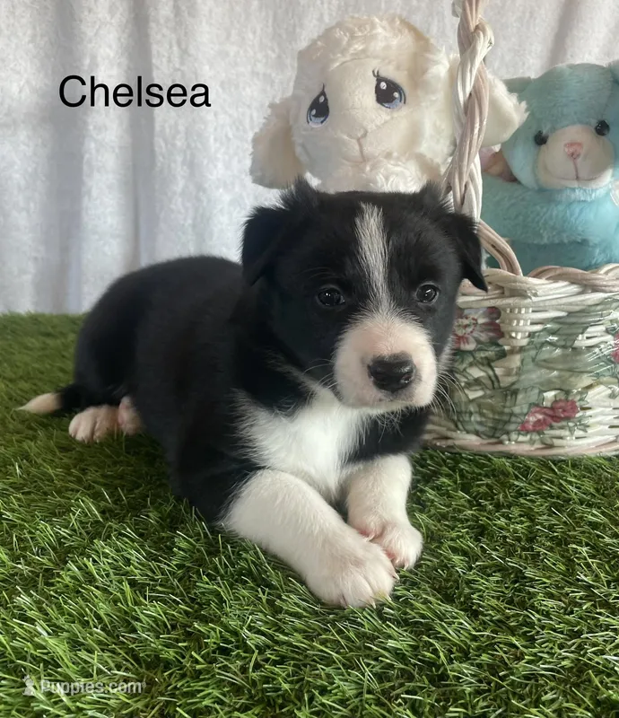 Chelsea, a female Border Collie for sale in Sugarcreek, OH – Photo 1 of 5