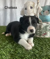 Chelsea, a female Border Collie for sale in Sugarcreek, OH – Photo 1 of 5