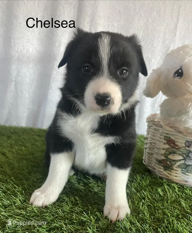 Chelsea – Border Collie puppy for sale in Sugarcreek, OH