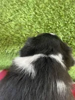 Chelsea, a female Border Collie for sale in Sugarcreek, OH – Photo 5 of 5