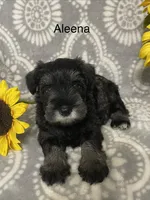Aleena, a female Miniature Schnauzer for sale in Sugarcreek, OH – 5 of 5