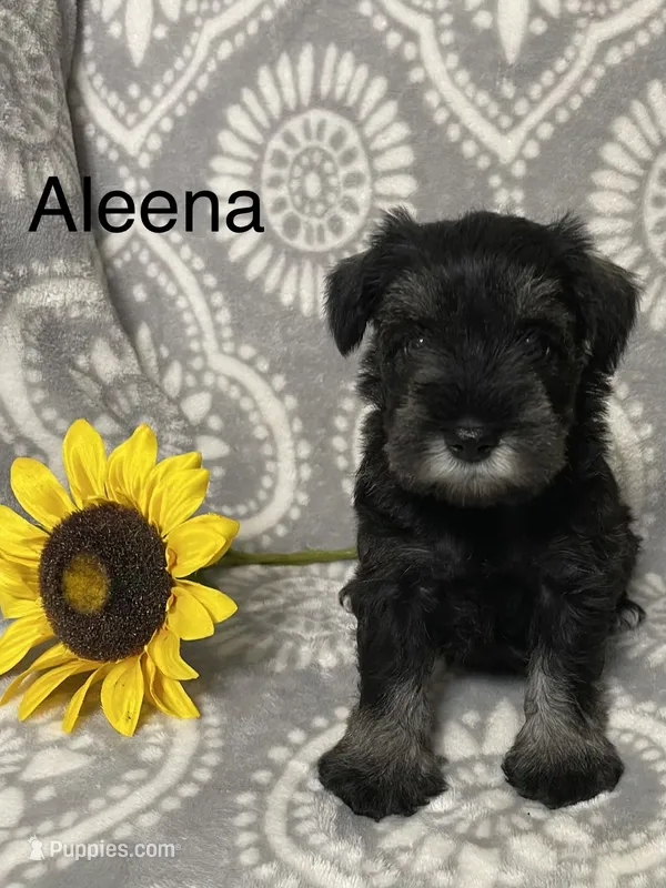Aleena – Miniature Schnauzer puppy for sale in Sugarcreek, OH