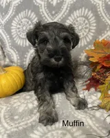 Muffin, a male Miniature Schnauzer for sale in Sugarcreek, OH – 2 of 5