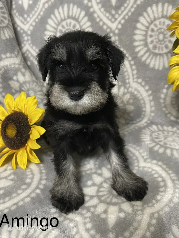 Amingo – Miniature Schnauzer puppy for sale in Sugarcreek, OH