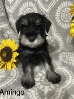 Amingo, a male Miniature Schnauzer for sale in Sugarcreek, OH – 1 of 4
