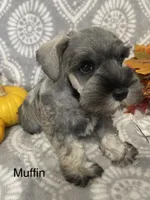 Marjo, a male Miniature Schnauzer for sale in Sugarcreek, OH – 4 of 5