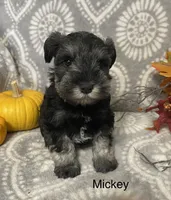 Mickey , a male Miniature Schnauzer for sale in Sugarcreek, OH – 3 of 5