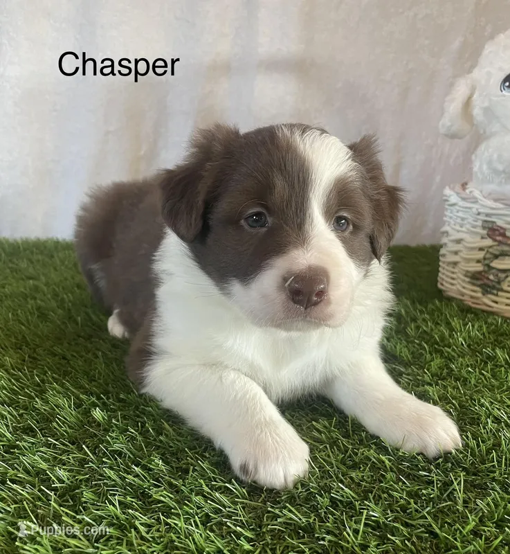 Chasper, a male Border Collie for sale in Sugarcreek, OH – Photo 1 of 5