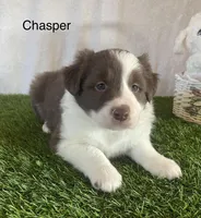 Chasper, a male Border Collie for sale in Sugarcreek, OH – Photo 1 of 5