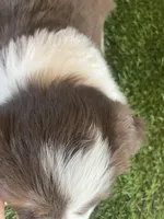 Chasper, a male Border Collie for sale in Sugarcreek, OH – Photo 5 of 5