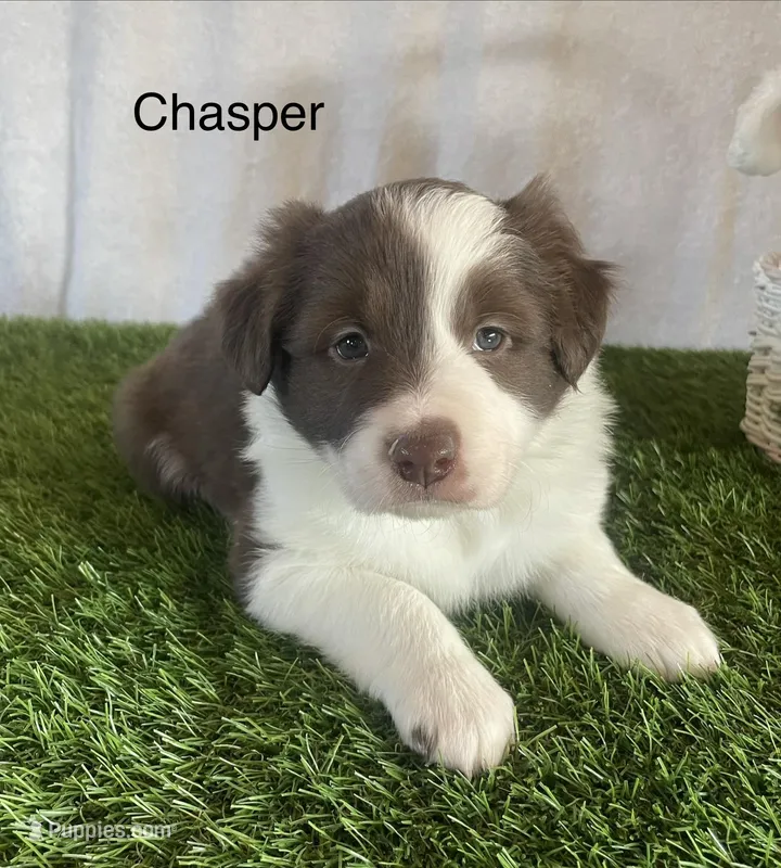 Chasper – Border Collie puppy for sale in Sugarcreek, OH