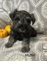 Muffin, a male Miniature Schnauzer for sale in Sugarcreek, OH – 3 of 5
