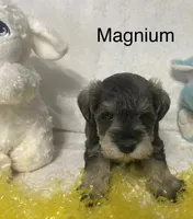 Magnum, a male Miniature Schnauzer for sale in Sugarcreek, OH – Photo 2 of 5