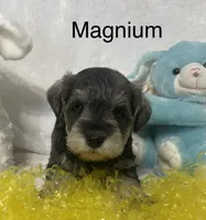 Magnum, a male Miniature Schnauzer for sale in Sugarcreek, OH – Photo 3 of 5