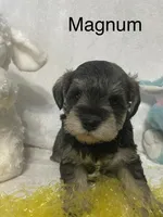 Magnum, a male Miniature Schnauzer for sale in Sugarcreek, OH – Photo 5 of 5