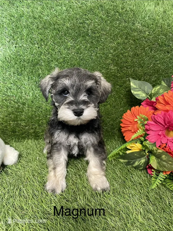 Magnum – Miniature Schnauzer puppy for sale in Sugarcreek, OH