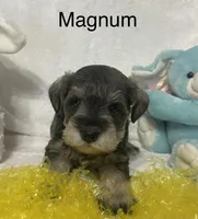 Magnum, a male Miniature Schnauzer for sale in Sugarcreek, OH – Photo 4 of 5