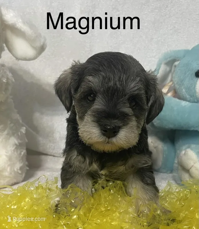 Magnum – Miniature Schnauzer puppy for sale in Sugarcreek, OH