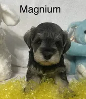 Magnum, a male Miniature Schnauzer for sale in Sugarcreek, OH – Photo 1 of 5