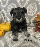 Mickey , a male Miniature Schnauzer for sale in Sugarcreek, OH – 1 of 5