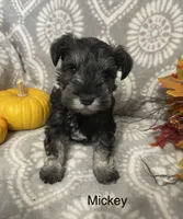 Mickey , a male Miniature Schnauzer for sale in Sugarcreek, OH – 4 of 5