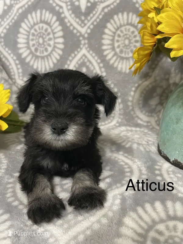 Atticus – Miniature Schnauzer puppy for sale in Sugarcreek, OH