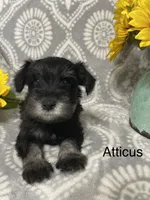 Atticus, a male Miniature Schnauzer for sale in Sugarcreek, OH – 1 of 5
