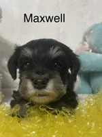 Maxwell, a male Miniature Schnauzer for sale in Sugarcreek, OH – Photo 1 of 5