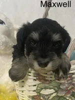 Maxwell, a male Miniature Schnauzer for sale in Sugarcreek, OH – Photo 3 of 5