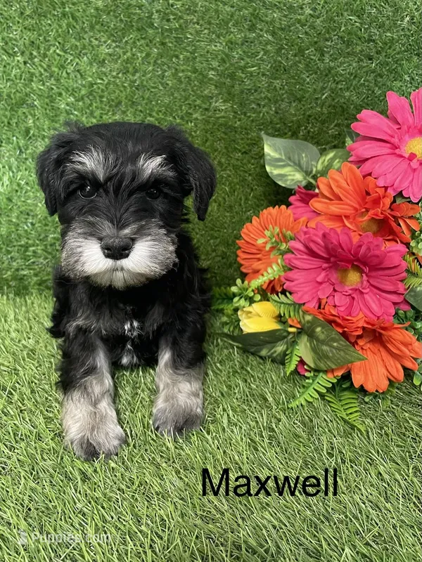 Maxwell – Miniature Schnauzer puppy for sale in Sugarcreek, OH
