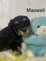 Maxwell, a male Miniature Schnauzer for sale in Sugarcreek, OH – Photo 2 of 5