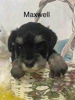 Maxwell, a male Miniature Schnauzer for sale in Sugarcreek, OH – Photo 5 of 5