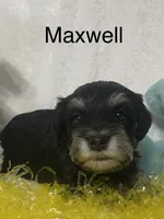 Maxwell, a male Miniature Schnauzer for sale in Sugarcreek, OH – Photo 4 of 5