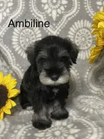 Ambiline , a female Miniature Schnauzer for sale in Sugarcreek, OH – 3 of 5