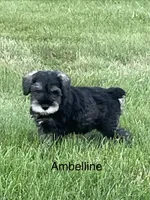 Ambiline , a female Miniature Schnauzer for sale in Sugarcreek, OH – 2 of 7