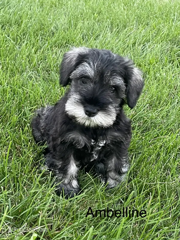 Ambiline  – Miniature Schnauzer puppy for sale in Sugarcreek, OH