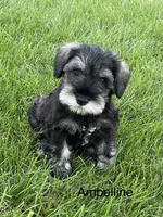 Ambiline , a female Miniature Schnauzer for sale in Sugarcreek, OH – 1 of 7