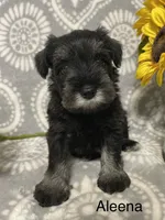 Aleena, a female Miniature Schnauzer for sale in Sugarcreek, OH – 4 of 5