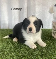 Camey, a female Border Collie for sale in Sugarcreek, OH – Photo 4 of 5