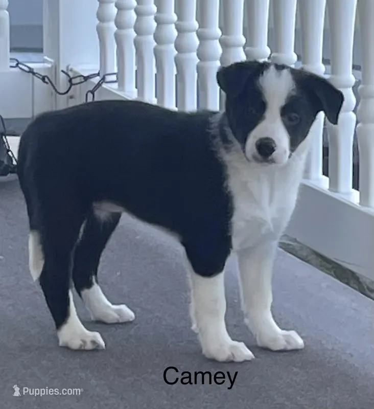 Camey – Border Collie puppy for sale in Sugarcreek, OH