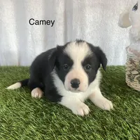 Camey, a female Border Collie for sale in Sugarcreek, OH – Photo 3 of 5
