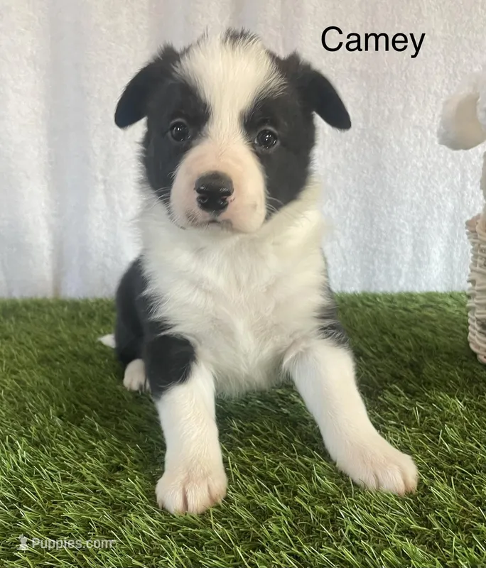 Camey, a female Border Collie for sale in Sugarcreek, OH – Photo 1 of 5