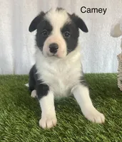 Camey, a female Border Collie for sale in Sugarcreek, OH – Photo 1 of 5