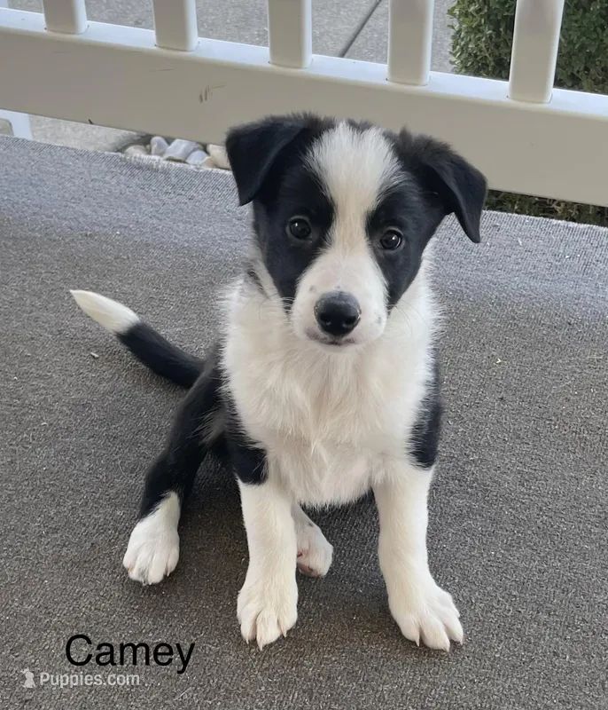 Camey – Border Collie puppy for sale in Sugarcreek, OH