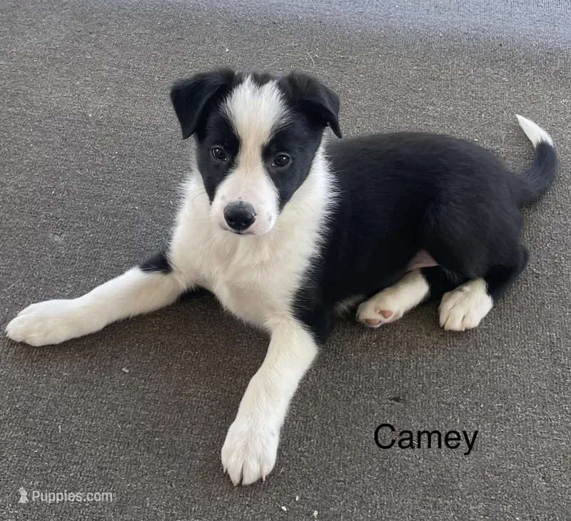 Camey – Border Collie puppy for sale in Sugarcreek, OH