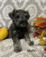 Muffin, a male Miniature Schnauzer for sale in Sugarcreek, OH – 5 of 5
