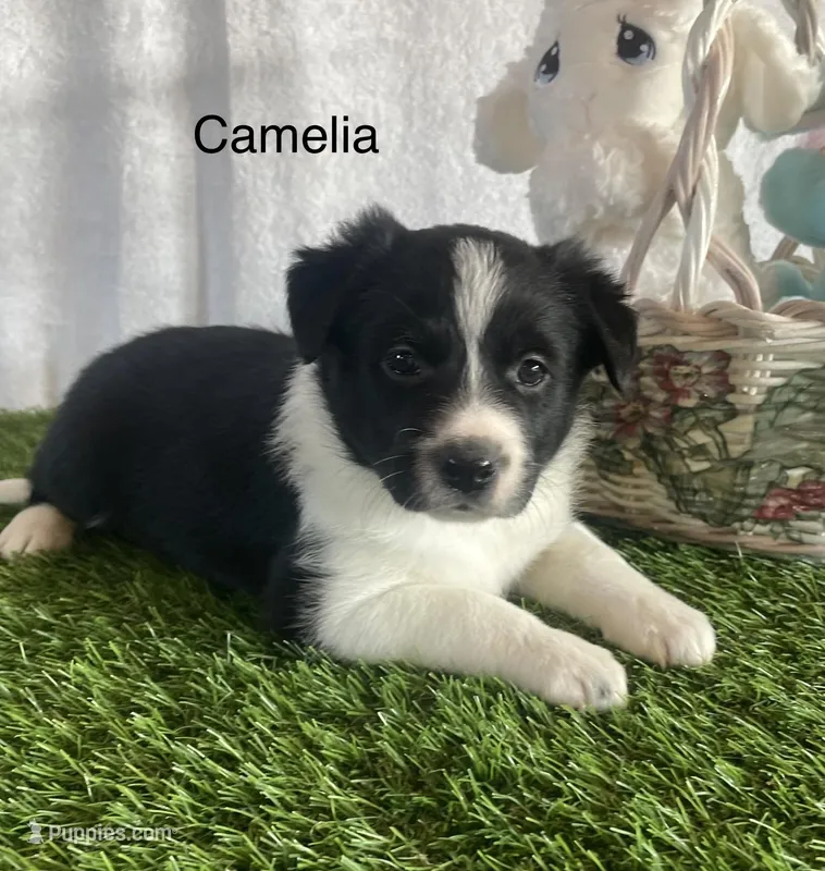 Camelia, a female Border Collie for sale in Sugarcreek, OH – Photo 1 of 4