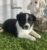 Camelia, a female Border Collie for sale in Sugarcreek, OH – Photo 1 of 4