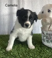 Camelia, a female Border Collie for sale in Sugarcreek, OH – Photo 2 of 4