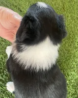 Camelia, a female Border Collie for sale in Sugarcreek, OH – Photo 4 of 4